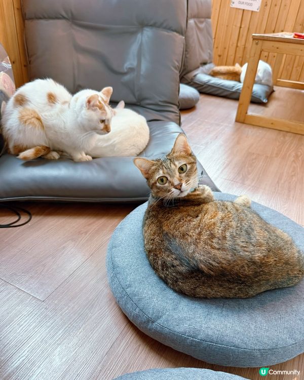 貓奴注意！旺角貓啡😻吸貓天堂！