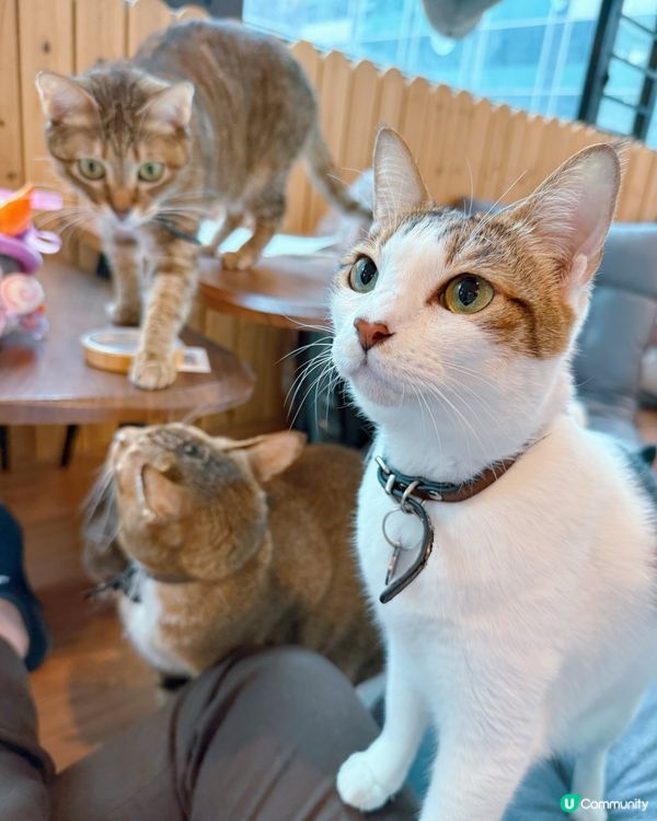 貓奴注意！旺角貓啡😻吸貓天堂！