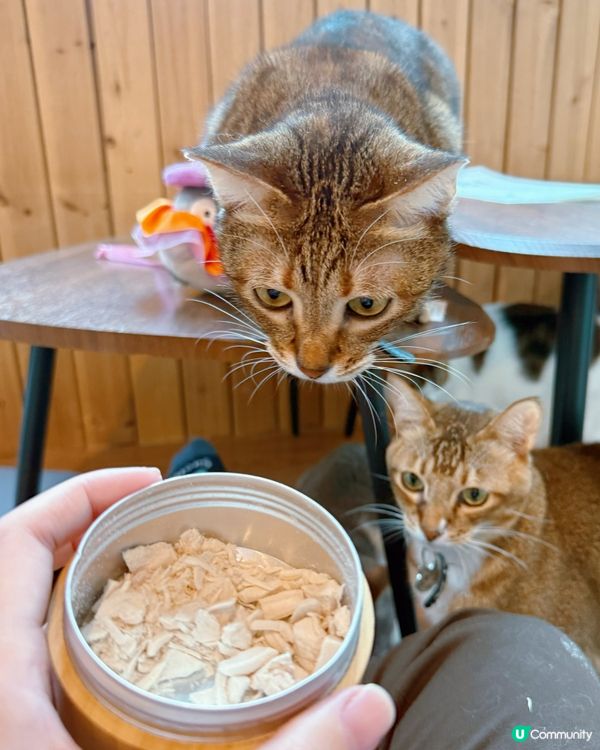 貓奴注意！旺角貓啡😻吸貓天堂！