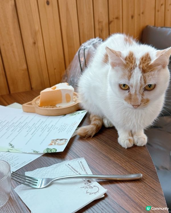 貓奴注意！旺角貓啡😻吸貓天堂！