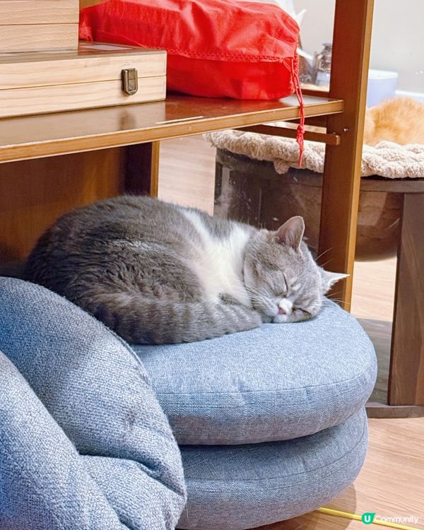 貓奴注意！旺角貓啡😻吸貓天堂！