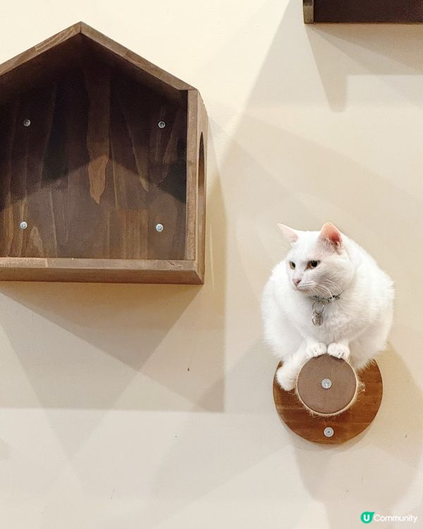 貓奴注意！旺角貓啡😻吸貓天堂！