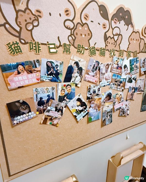 貓奴注意！旺角貓啡😻吸貓天堂！