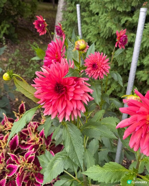 ［北海道免費親子景點］體能之巔！極放電國營公園推介