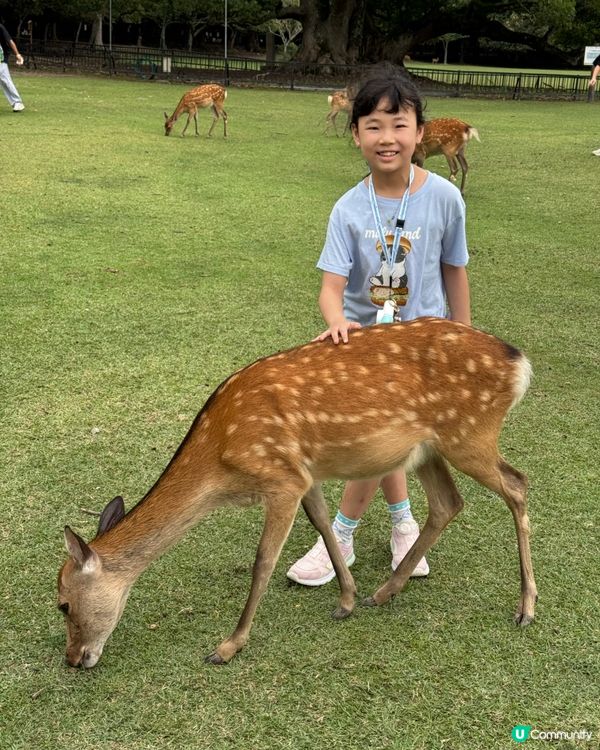 奈良一日遊之🦌🏯 文化古都