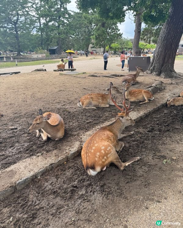 奈良一日遊之🦌🏯 文化古都