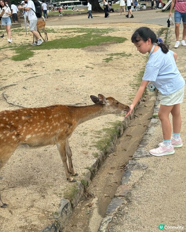 奈良一日遊之🦌🏯 文化古都