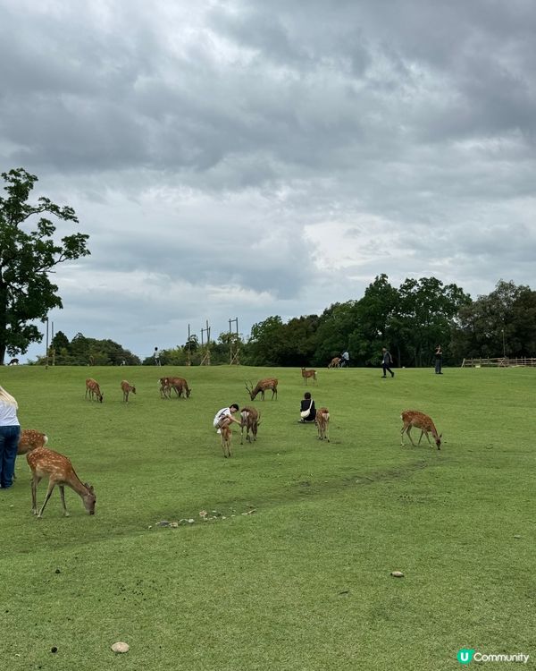 奈良一日遊之🦌🏯 文化古都