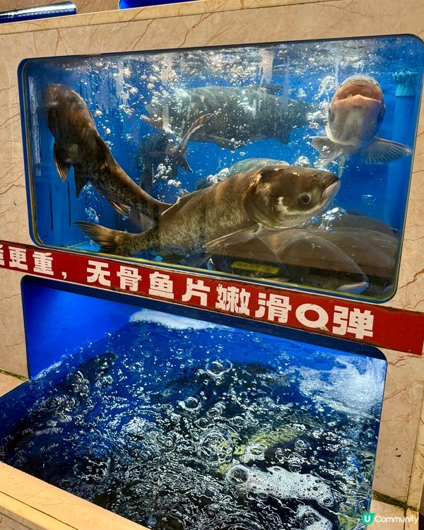 【🐟鮮魚熬製.養生奶白千島湖鮮魚湯】
