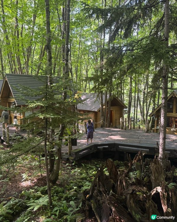 ［富良野景點］森林精靈露台🌲！北海道一日遊必去！