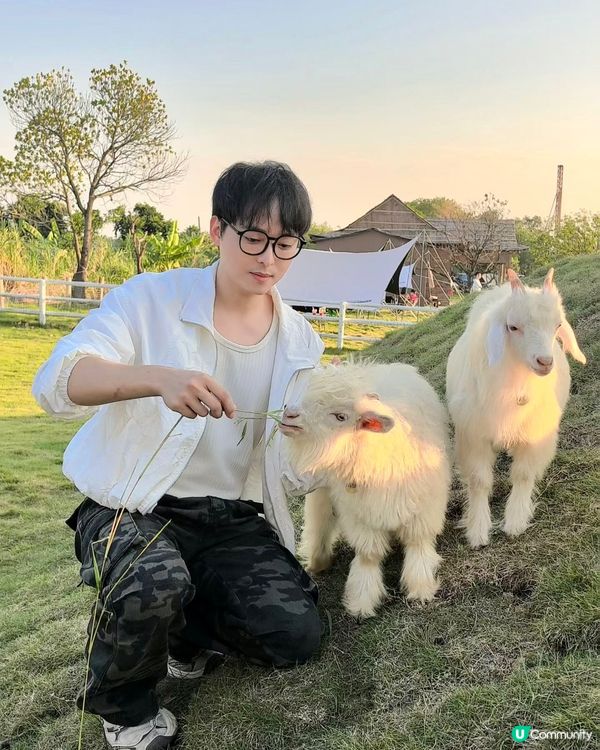 人均38蚊牧湖農場一日遊🐮🐏🏕️