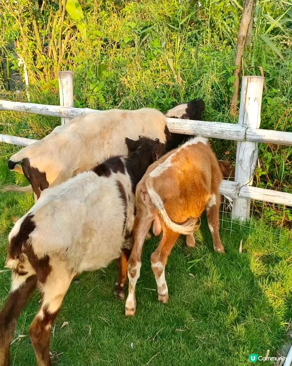 人均38蚊牧湖農場一日遊🐮🐏🏕️