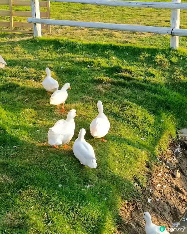 人均38蚊牧湖農場一日遊🐮🐏🏕️