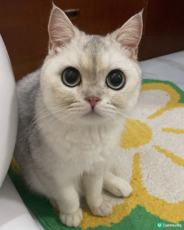 👁️👁️