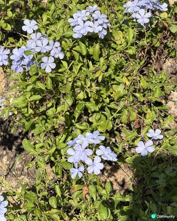 🛝 西營盤海濱公園 🛝率先睇🔍