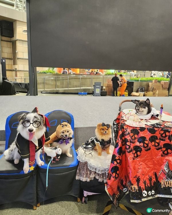 毛孩鬼馬Catwalk Show 