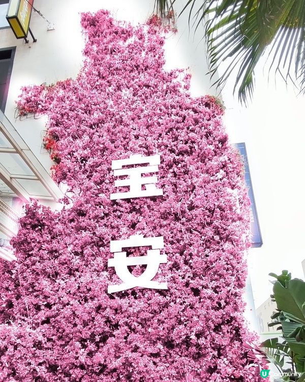 🩷深圳OAO藝術創意園🩷新熱點！📸 隨著拍！🥳🩷
