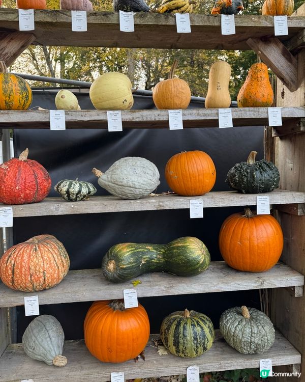 德國🇩🇪南瓜節🎃