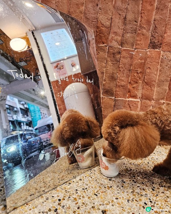 天后消暑🍦！黃金寶 純味杯😋，狗狗都有份！🐕