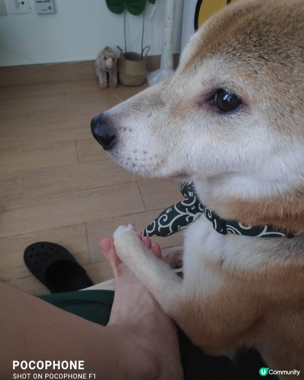 📎 🐾🧦 拖腳腳