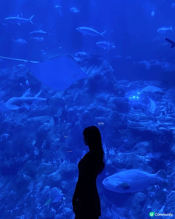 🇭🇰海洋公園哈囉喂全園祭2025👻