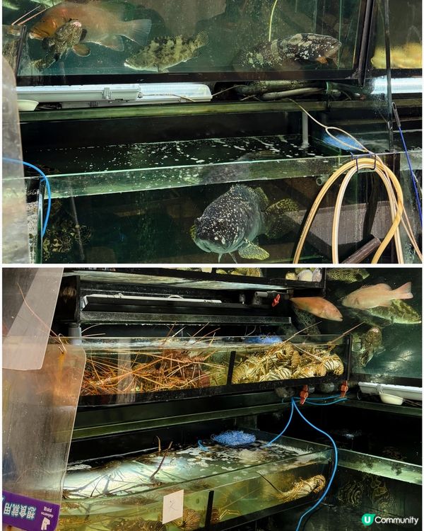 🎀太子。主打高性價比海鮮中菜酒家😋🎀