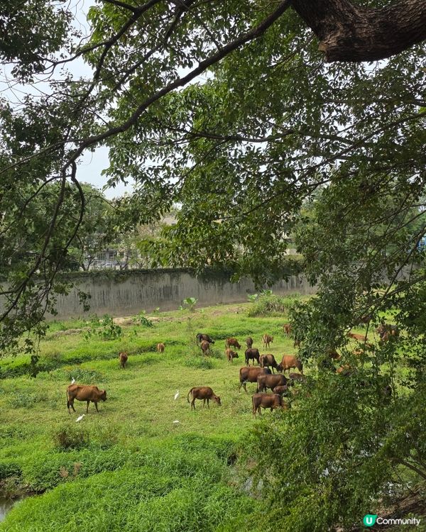 上水踩到落馬洲！🚴‍♀️ 豆花、壁畫任你影📸！