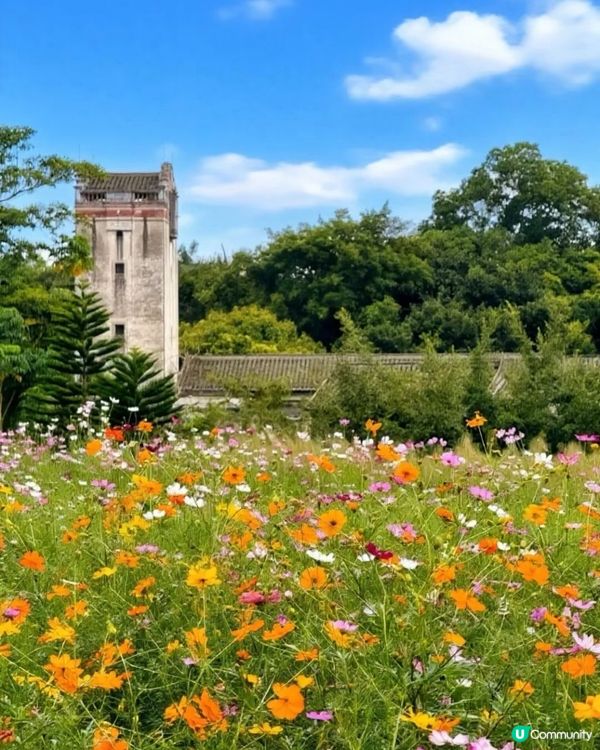 深圳觀瀾震撼花海！格桑花爆開🌸📸 免費古村/藝術館參觀