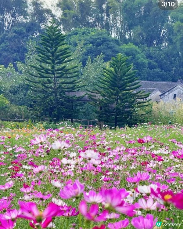 深圳觀瀾震撼花海！格桑花爆開🌸📸 免費古村/藝術館參觀