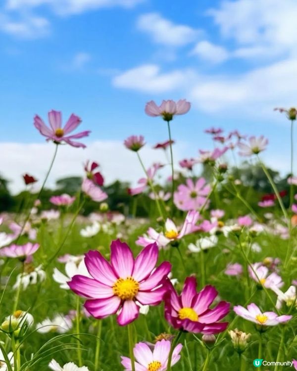 深圳觀瀾震撼花海！格桑花爆開🌸📸 免費古村/藝術館參觀