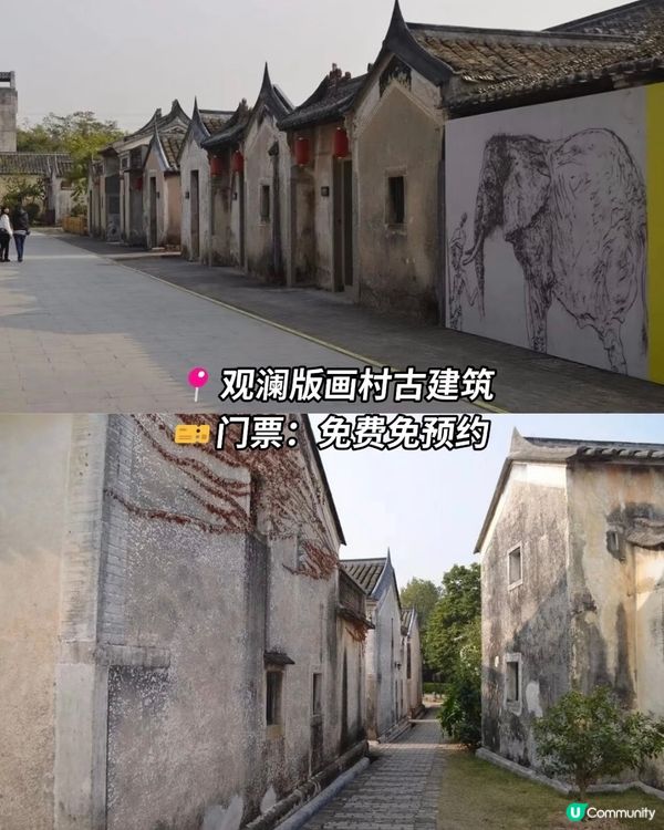 深圳觀瀾震撼花海！格桑花爆開🌸📸 免費古村/藝術館參觀