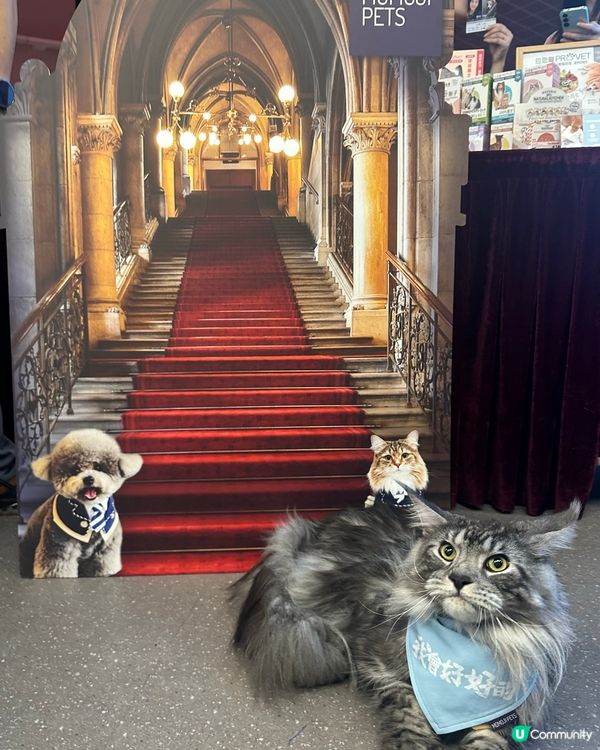 貓貓睇戲初體驗！電影《我會好好的》首映禮🎬