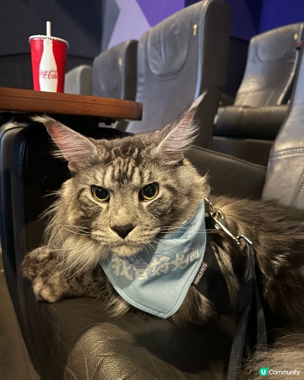 貓貓睇戲初體驗！電影《我會好好的》首映禮🎬