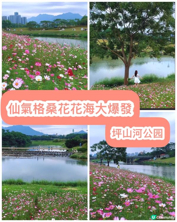 位於深圳坪山河公園格桑花花海正在盛放,仙氣飄飄｡
