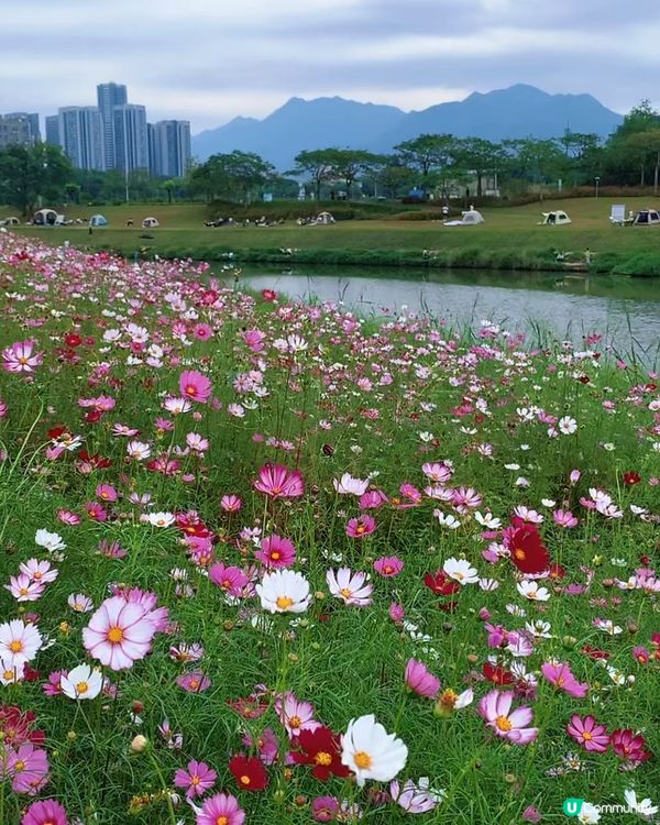 位於深圳坪山河公園格桑花花海正在盛放,仙氣飄飄｡