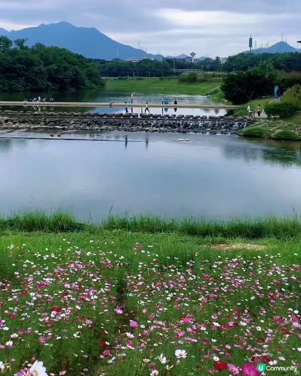 位於深圳坪山河公園格桑花花海正在盛放,仙氣飄飄｡