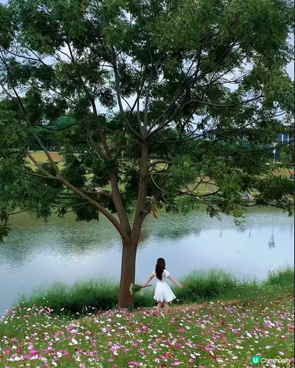 位於深圳坪山河公園格桑花花海正在盛放,仙氣飄飄｡