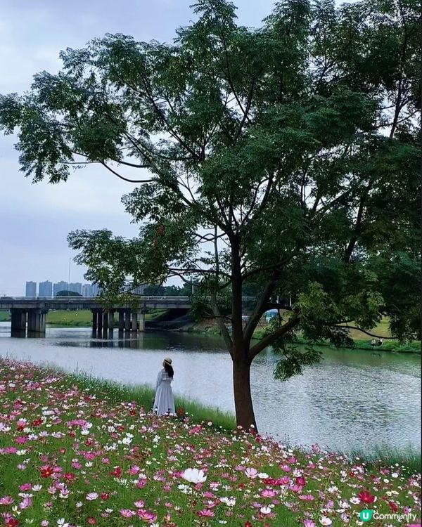 位於深圳坪山河公園格桑花花海正在盛放,仙氣飄飄｡