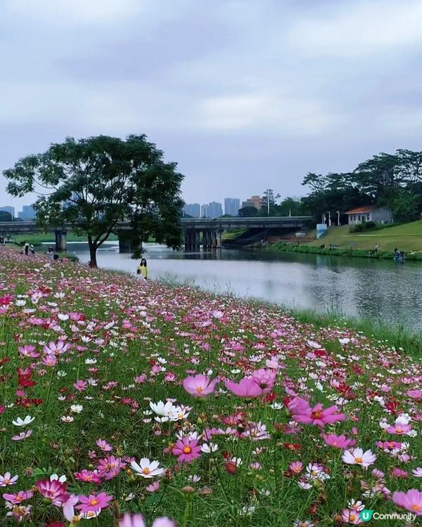 位於深圳坪山河公園格桑花花海正在盛放,仙氣飄飄｡