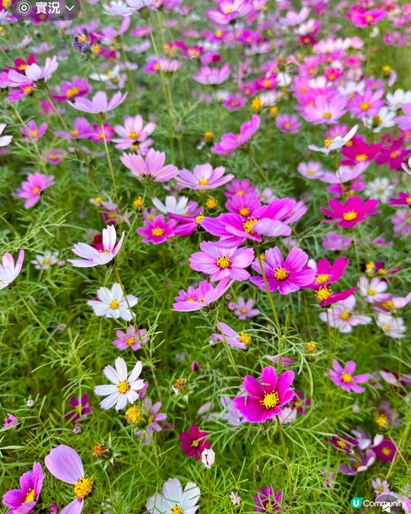 位於深圳坪山河公園格桑花花海正在盛放,仙氣飄飄｡