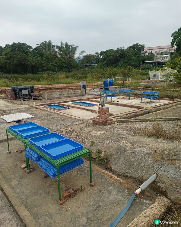 香港碩果僅存的曬鹽場🧂