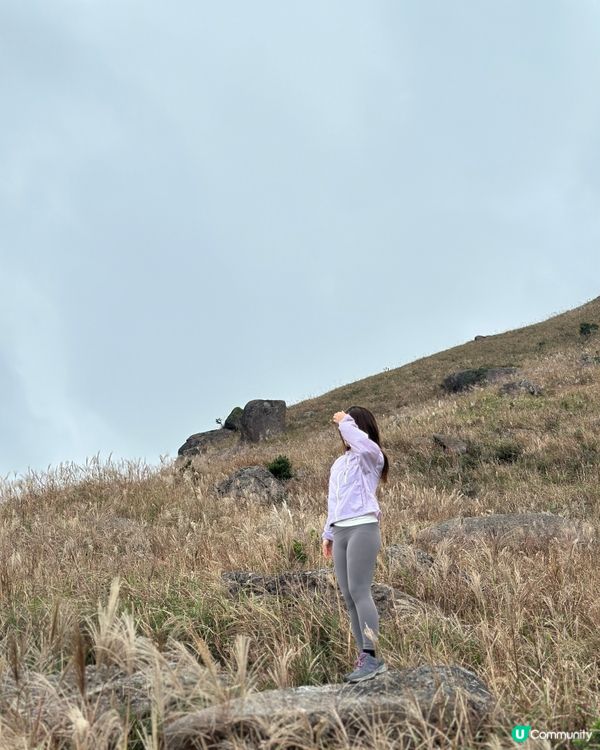 大東山芒草實況