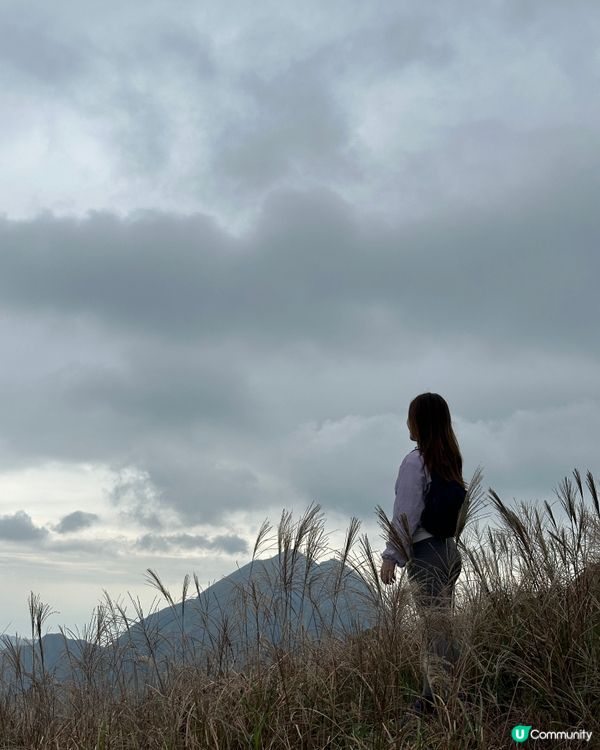 大東山芒草實況