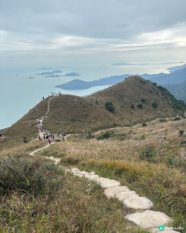 大東山芒草實況