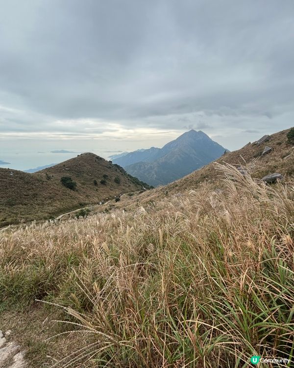 大東山芒草實況