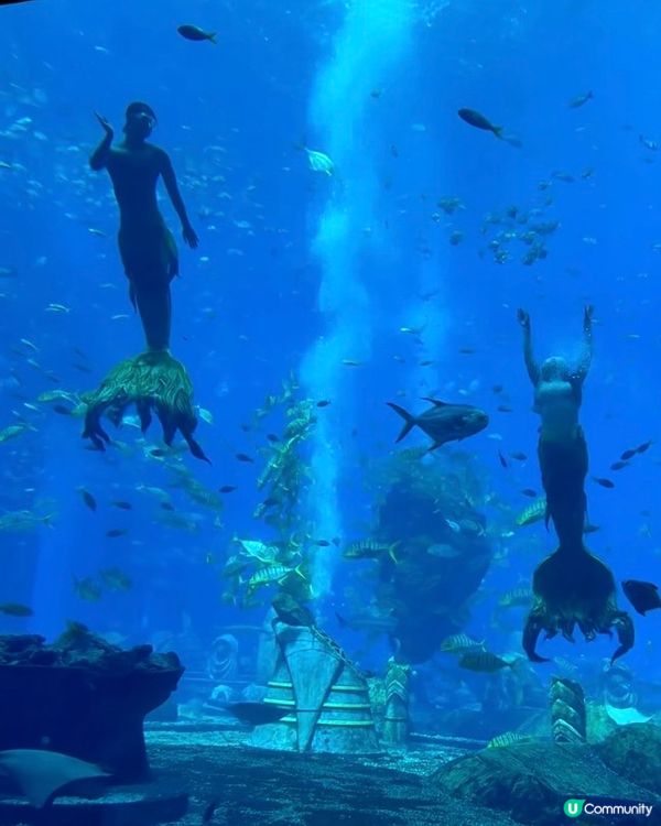 海底餐廳打卡！三亞亞特蘭蒂斯🌊✨