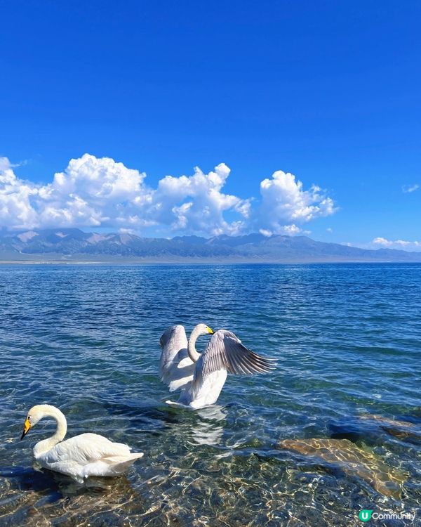 賽里木湖靚到爆！🤩 天鵝湖水超清透！