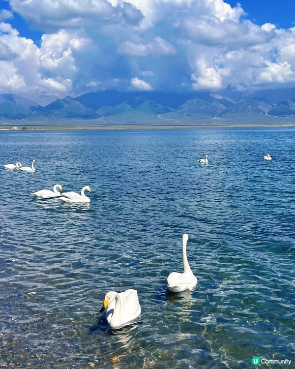 賽里木湖靚到爆！🤩 天鵝湖水超清透！