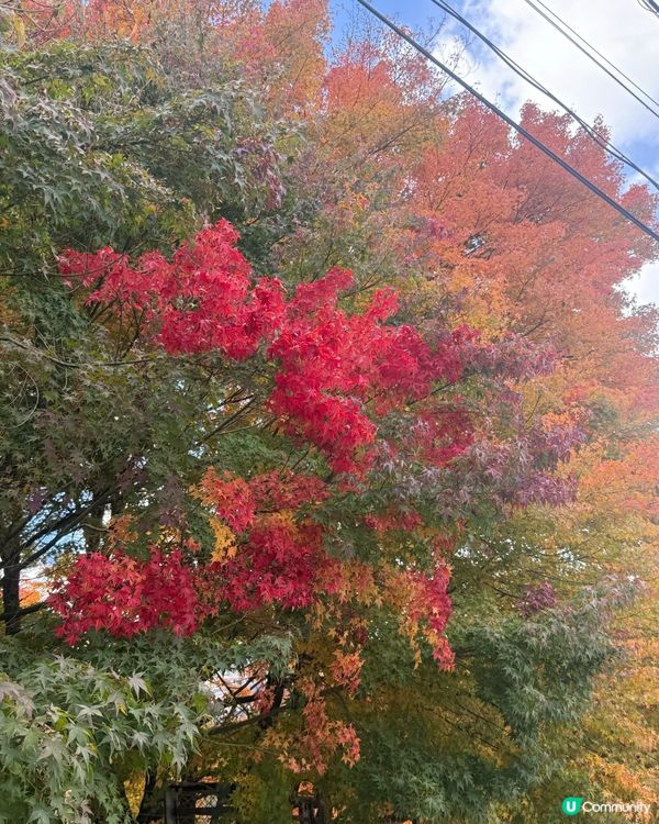 睇紅葉