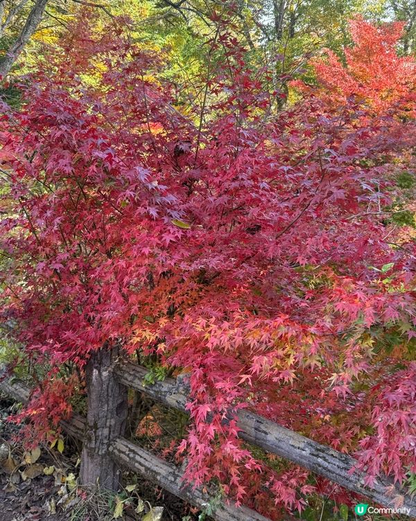 睇紅葉